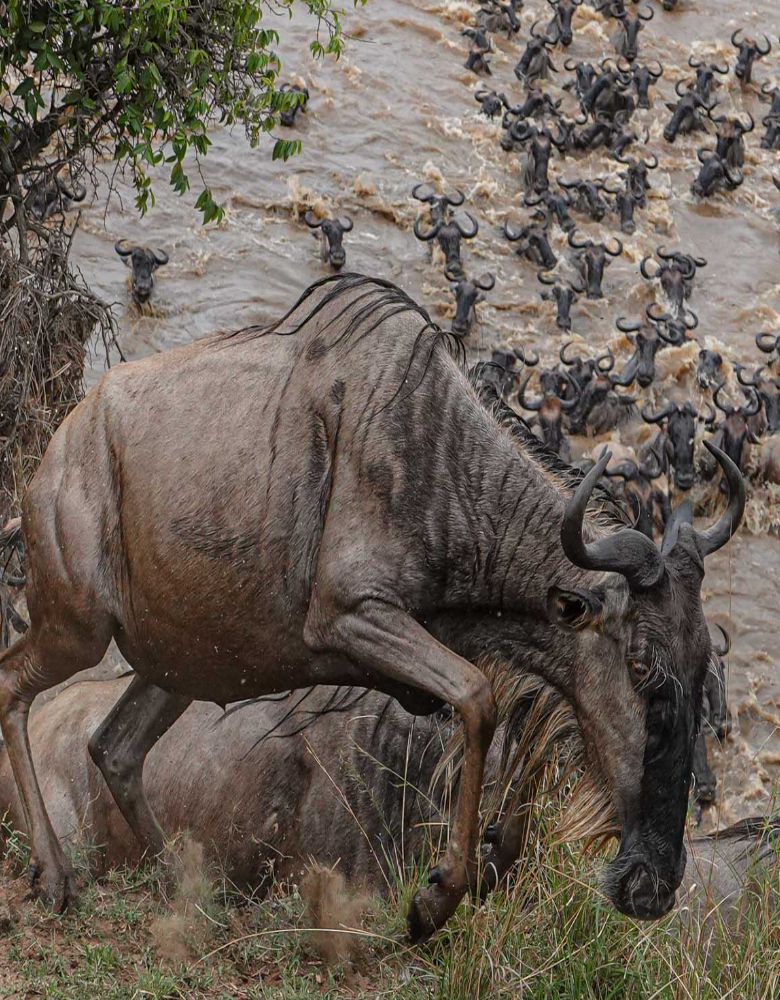 serengeti-tanzania-safaris