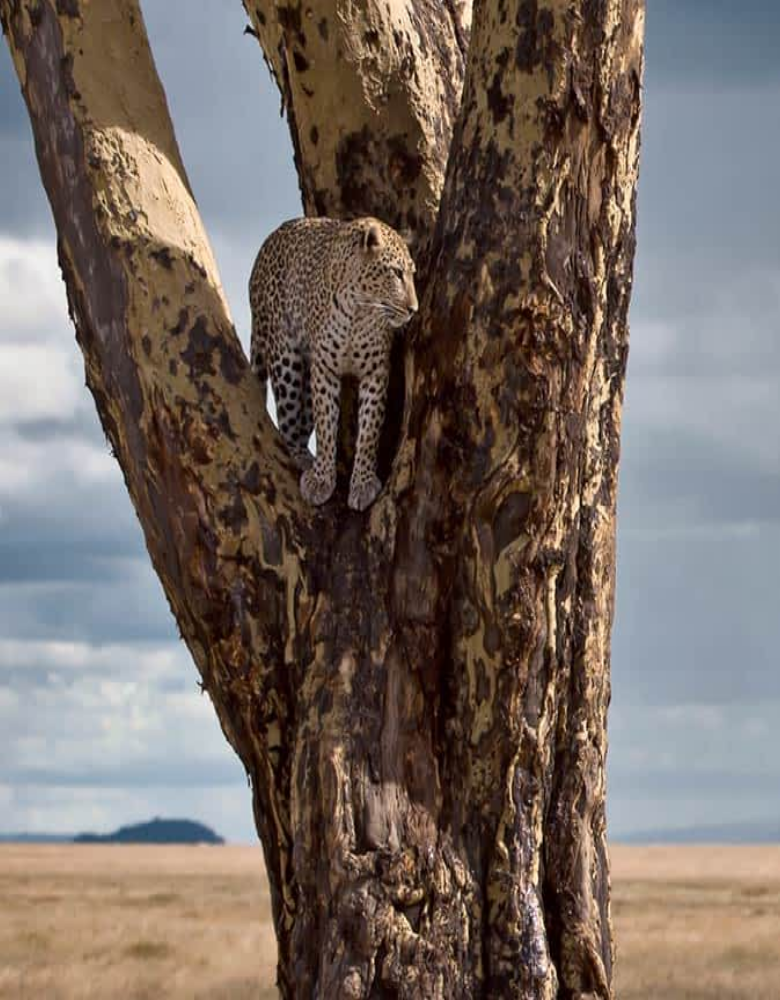 tanzania-wildlife-safari
