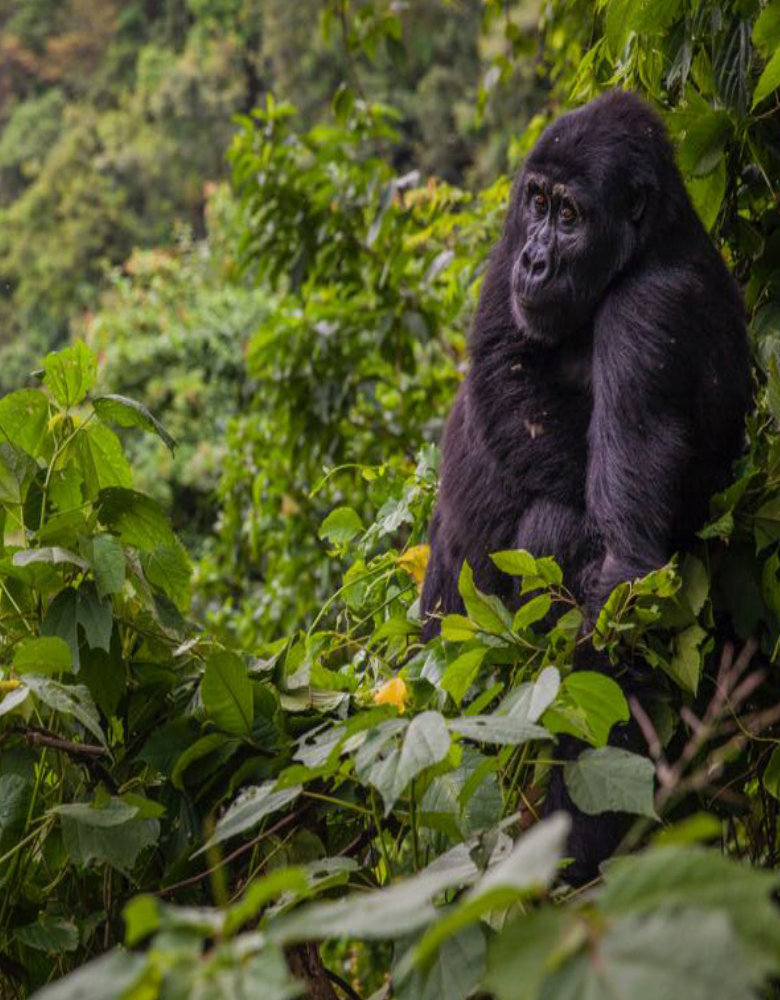 uganda-gorilla-safari-in-bwindi