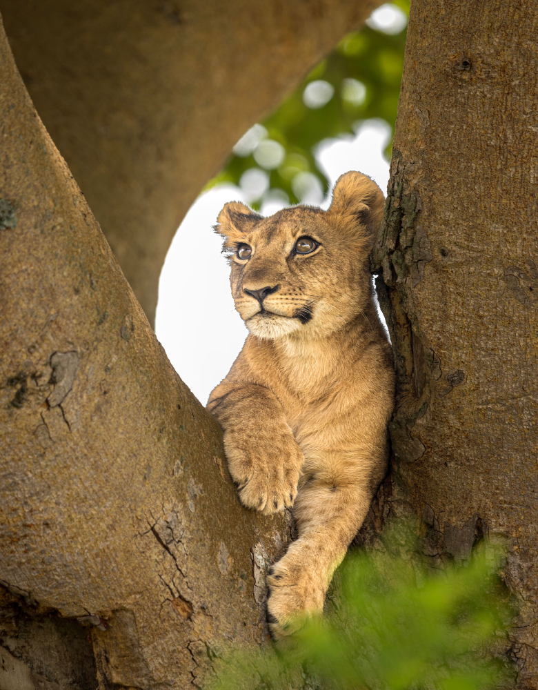 uganda-safari-adventure