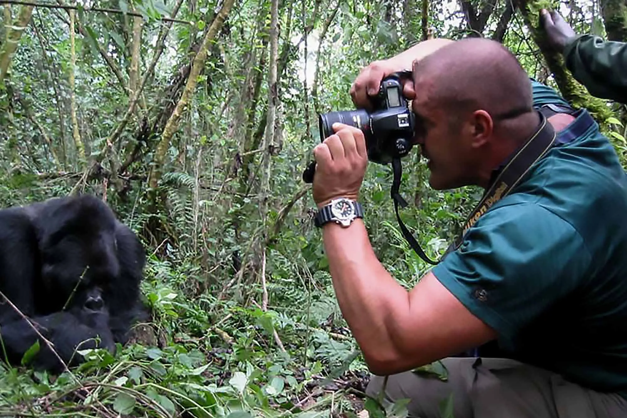 Gorilla safaris by Tarec
